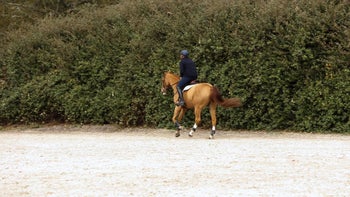 Lengthening and Shortening with a Light Seat [Video] Day 3 Training Program - Flatwork Non-Negotiables with Peter Wylde