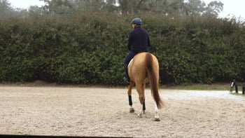 Flatwork for Troubleshooting [Video] Bonus Content Training - Flatwork Non-Negotiables with Peter Wylde