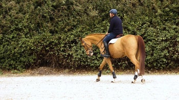 Transition Practice - Canter Transitions [Video] Day 2 Training Program - Flatwork Non-Negotiables with Peter Wylde