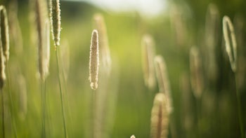 Gratitude Meditation