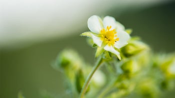 Meditation for Balance