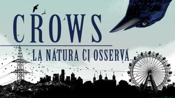 Crows - La natura ci osserva