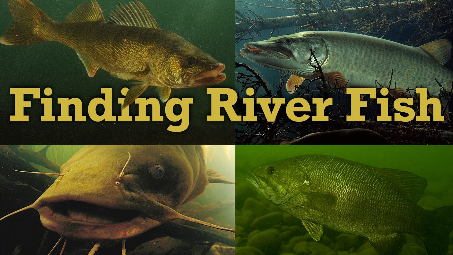 Finding River Fish