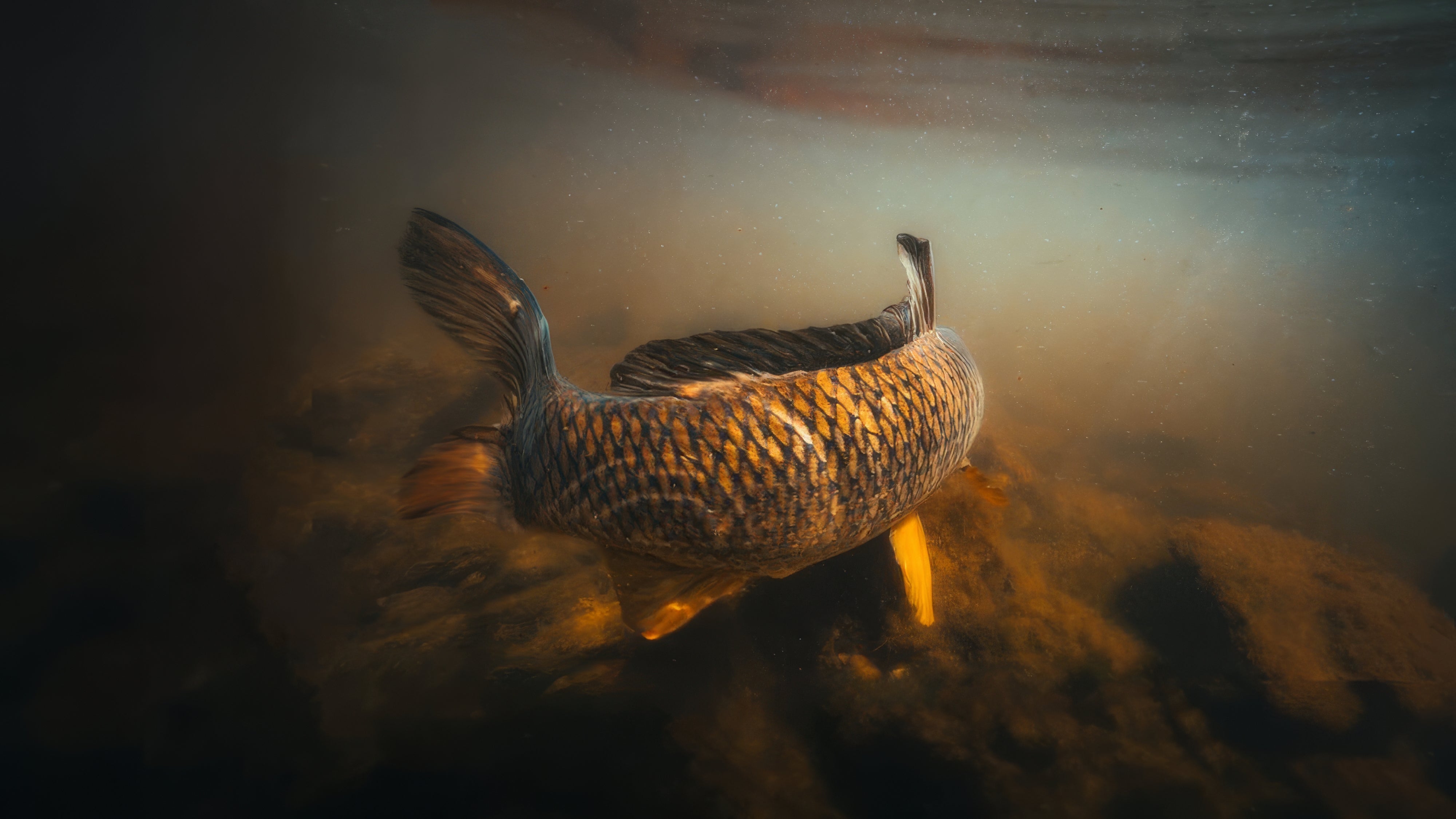 Fly Fishing for Carp