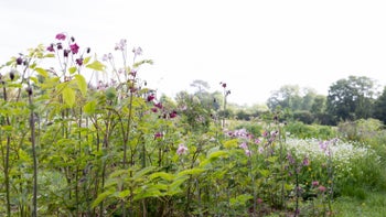 Geum, aquilegia and the first sweet peas