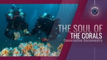 The Soul Of The Corals