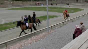 Perfekt att starta med: Gædingatölt