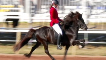 Haffis tävlingsskola