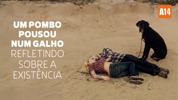 Um Pombo Pousou num Galho Refletindo sobre a Existência