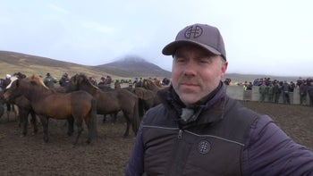 Den stora hästinsamlingen Laufskálarétt, Skagafjörður