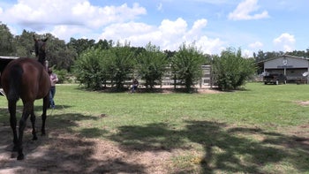 Trailer Loading Episode 2 Communication and Introducting the Trailer | Groundwork Guys