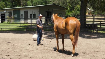 Pushy OTTB Episode 3: Backing Up and Confidence | Groundwork Guys