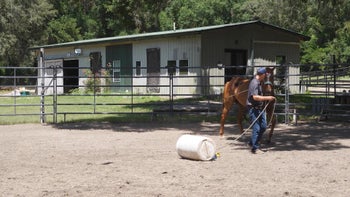 Pushy OTTB Episode 4: Teaching to Lead | Groundwork Guys