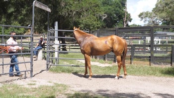 Pushy OTTB Episode 6: Backing Out of the Round Pen | Groundwork Guys