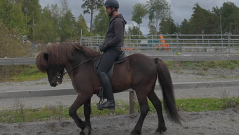Robin & förstaklasshingsten Del 1: Långsamhetens lov