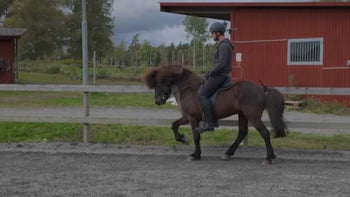 Robin & förstaklasshingsten Del 2: Vikthjälper och tempoändringar