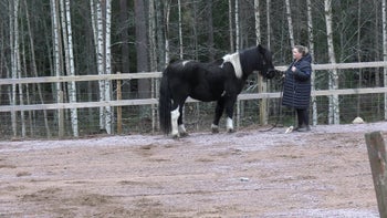 Anna Panna och Jóhildur Del 2: Få din tuffa häst att lyda lätta hjälper