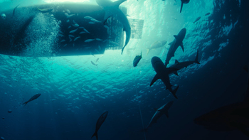 Dangerous Animals - TRAILER