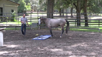 Episode 6: Preparing for the Trailer | Anxious Filly | Groundwork Guys