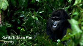 Keeping Bwindi's Gorillas Covid Safe