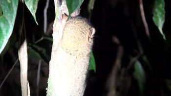 The Tarsier, a nocturnal primate, takes a leap in the dark in Borneo rainforest.