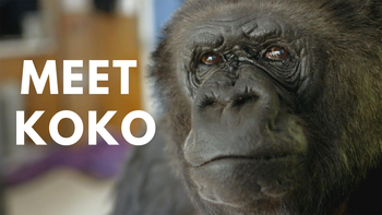 Meet Koko and The Gorilla Foundation