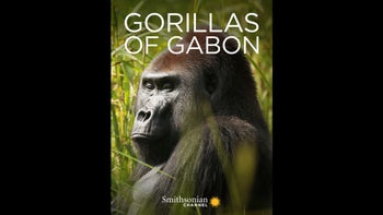 Gorillas of Gabon Teaser WCFF2023