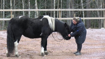 Del 4: Flytta hästen bakåt med bettet
