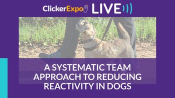 A Systematic Team Approach to Reducing Reactivity in Dogs