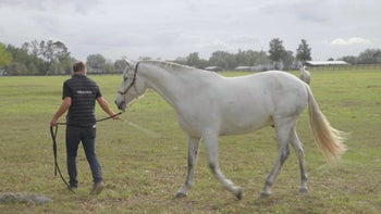 Case Study 4 | Part 1: Noëlle, Lady & Galano