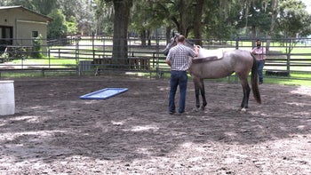 Episode 5: Working Towards Goals | Anxious Filly | Groundwork Guys