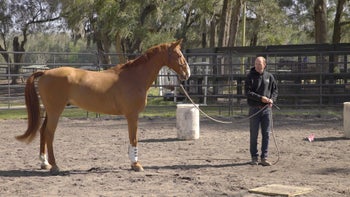 Case Study 2 | Part 2: Megan & Phoenix