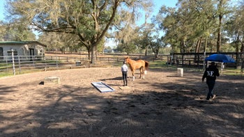 Case Study 2 | Part 3: Megan & Phoenix