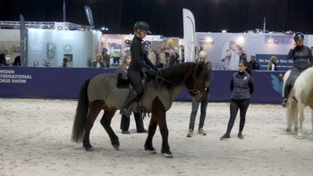 Få den sega hästen att tänka fram - akta dig för dubbla signaler