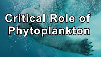 Critical Role of Phytoplankton in the Ocean in Producing Oxygen and How Human Actions Are Leading Towards Ecological Collapse - Captain Paul Watson
