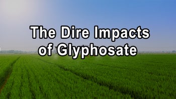 Unveiling the Dire Impacts of Glyphosate and the Failure of GMO Regulation