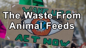 The Waste From Animal Feed Lots Rich in Nitrogen Is Not Treated Adequately, Causing Significant Pollution and Harm to Waterways - Gerard Bisshop