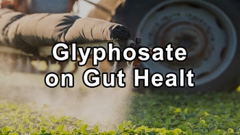 The Alarming Impact of Glyphosate on Gut Health and Mitochondrial Function - Stephanie Seneff, Ph.D.
