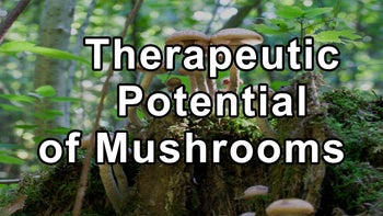 Dr. Gordon Saxe on the Therapeutic Potential of Mushrooms and Chinese Herbs 