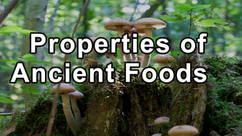Gordon Saxe, M.D. - The Healing Properties of Ancient Foods and the Role of Mushrooms in Immunity - Gordon Saxe, M.D.