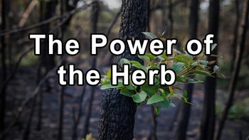 The Power of the Herb Lomatium and its Importance in the Herbal Medicine World - Jane Barlow-Christensen