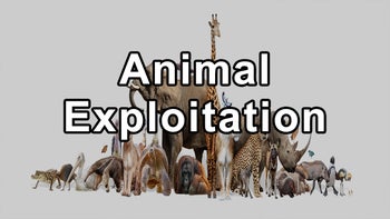 How Human and Animal Exploitation Is Interconnected - Brittany Michelson