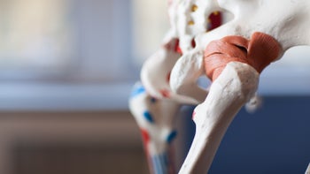 kinectED: Exploring the Hip: Anatomy, Movement + Manual Assessment and Correction with Kelly Kane (3 CECs)