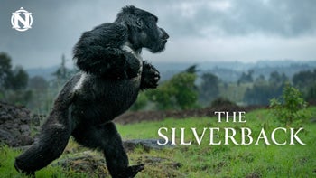 The Silverback