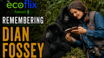 Ecoflix Podcast Remembering Dian Fossey 