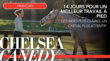 14 jours pour un meilleur travail à pied. Des aides plus claires. Un cheval plus attentif.