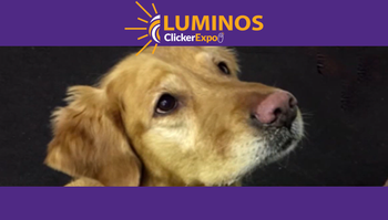 ClickerExpo Luminos: Click to Calm: New and Improved!