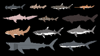 Sharks 2