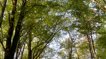 Marche en silence dans la forêt