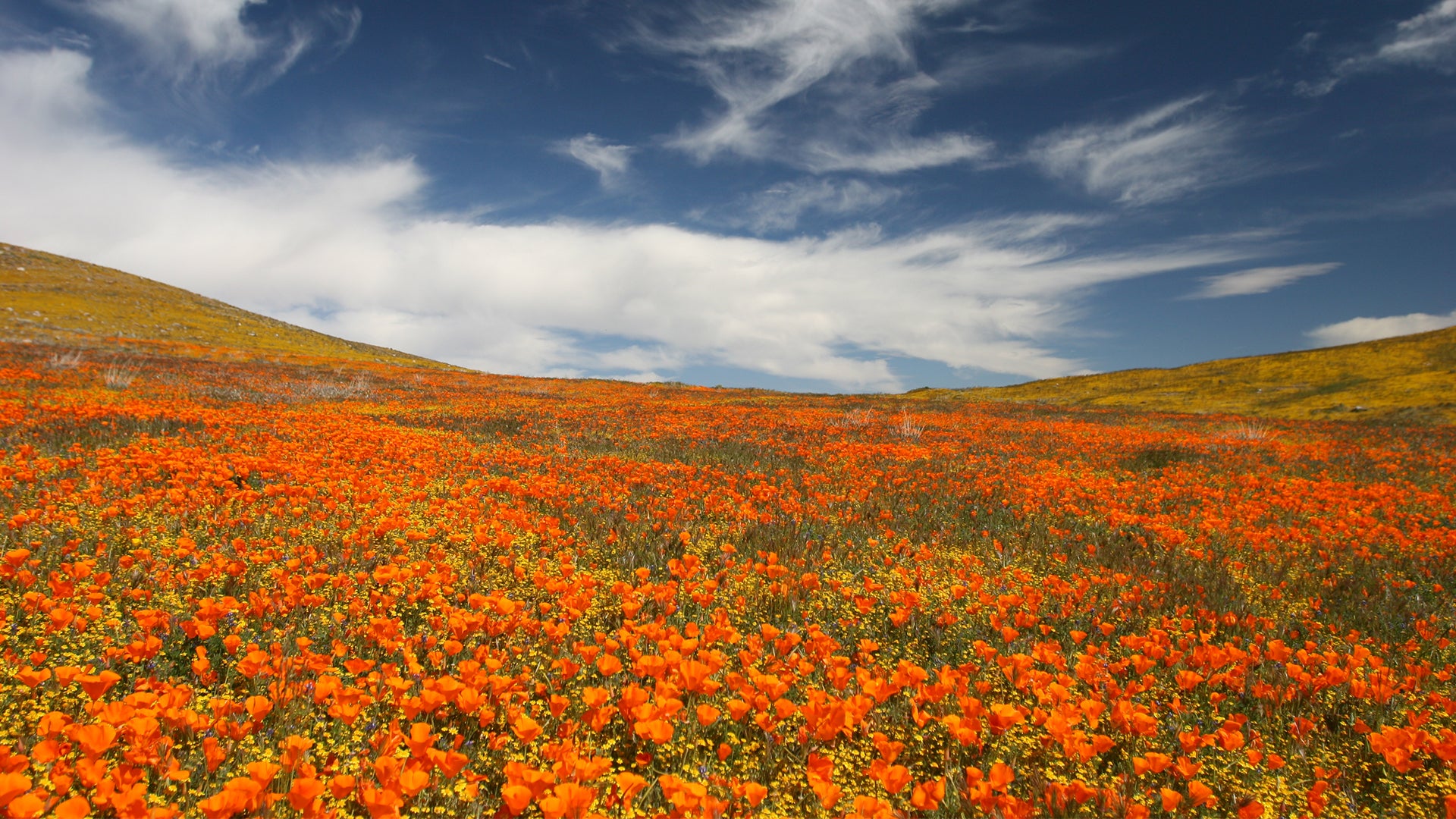 Desert Bloom